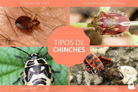 10 Tipos de chinches que existen